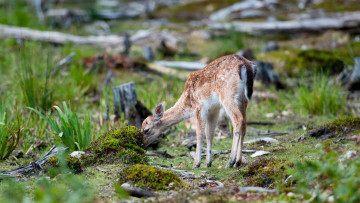 Картинка животные олени лето природа косуля