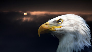 Картинка животные птицы хищники глаз клюв