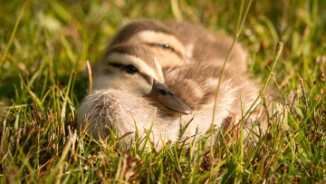 Картинка животные утки птенцы