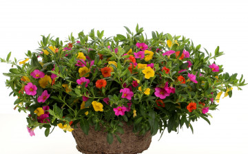 Картинка цветы петунии калибрахоа