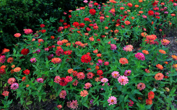 Картинка цветы цинния красные листья лето