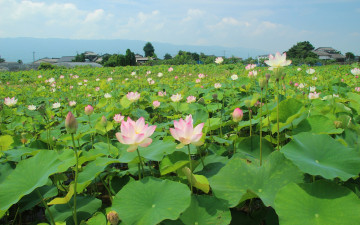 Картинка цветы лотосы лотос