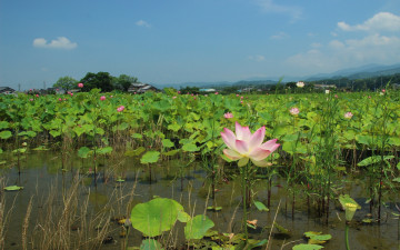 Картинка цветы лотосы лотос