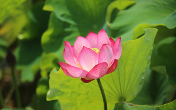 Картинка цветы лотосы лотос