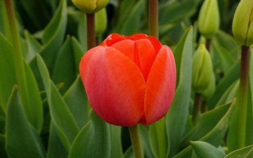 Картинка цветы тюльпаны