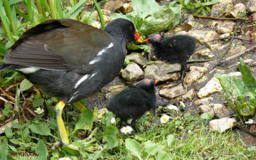 Картинка животные птицы