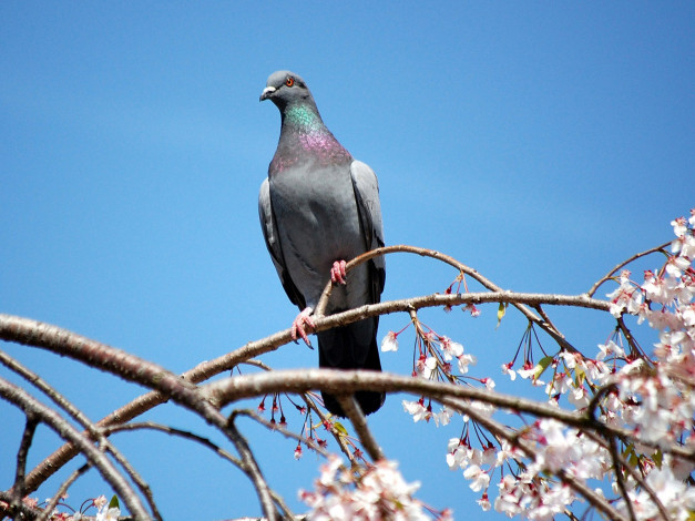 Обои картинки фото животные, голуби, голубь, ветка