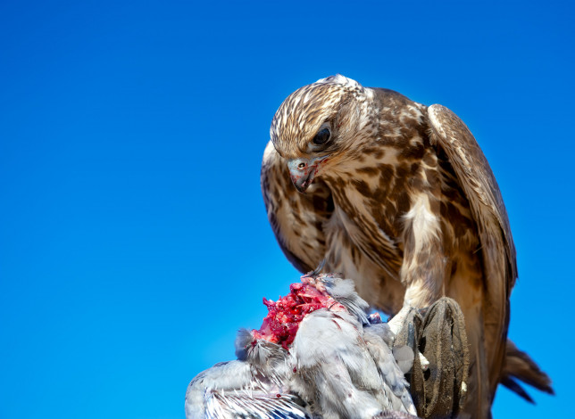 Обои картинки фото животные, птицы, хищники, трапеза