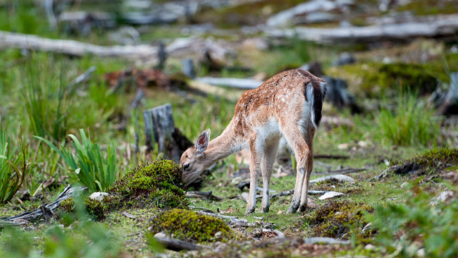 Обои картинки фото животные, олени, лето, природа, косуля