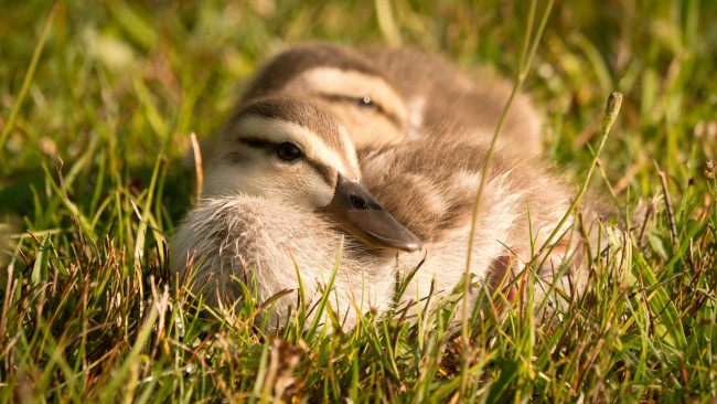 Обои картинки фото животные, утки, птенцы