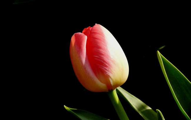 Обои картинки фото цветы, тюльпаны