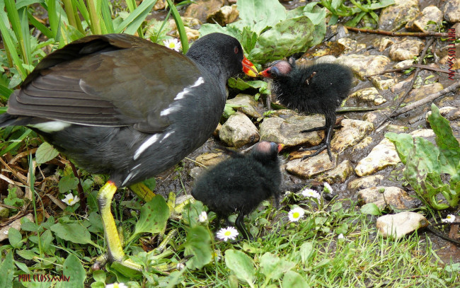 Обои картинки фото животные, птицы