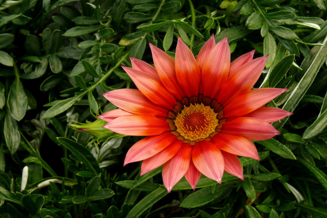 Обои картинки фото цветы, газания