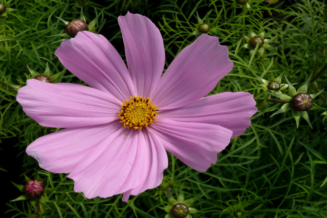 Обои картинки фото цветы, космея