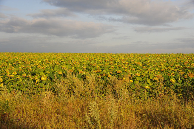 Обои картинки фото цветы, подсолнухи