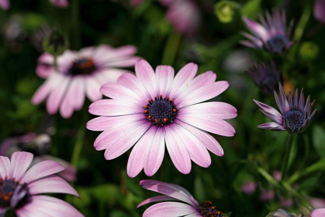 Обои картинки фото цветы, диморфотеки, деревья, вода