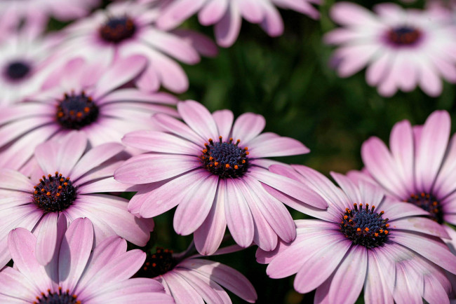 Обои картинки фото цветы, диморфотеки, деревья, вода