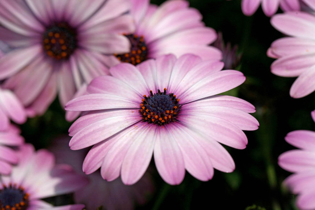 Обои картинки фото цветы, диморфотеки, вода, деревья