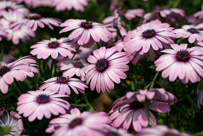 Обои картинки фото цветы, диморфотеки, вода, деревья