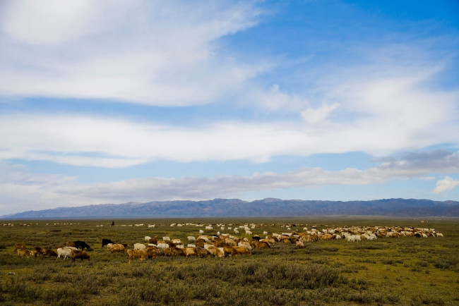 Обои картинки фото животные, козы, пастбище