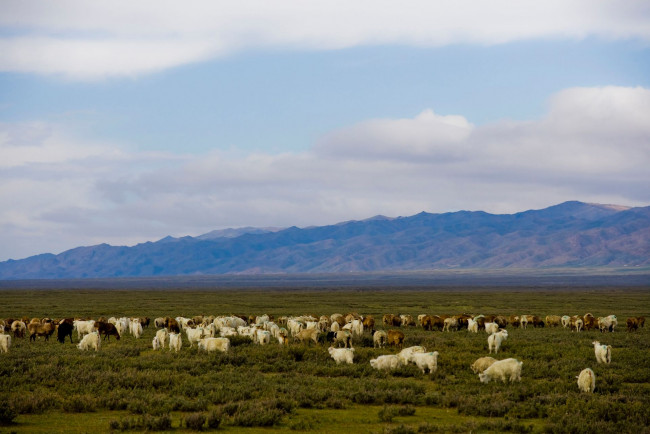 Обои картинки фото животные, козы, пастбище