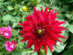 обоя цветы, георгины, листья, лепестки