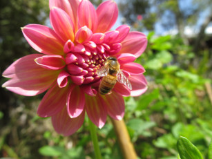 Картинка цветы георгины листья лепестки