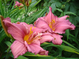 Картинка цветы лилии лилейники лепестки листья