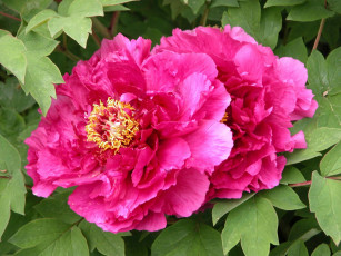 Картинка цветы пионы листья лепестки