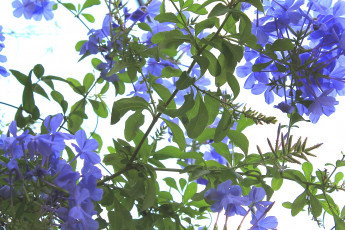 Картинка цветы плюмбаго свинчатка