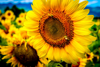 Картинка цветы подсолнухи макро желтый