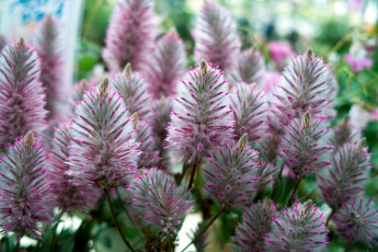 Картинка цветы пушистики