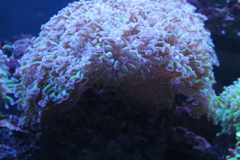 Картинка природа морские глубины аквариум