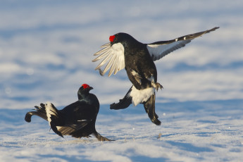 Картинка животные глухари тетерева фазаны бой