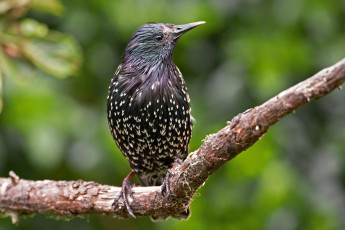 Картинка животные птицы ветка пестрый