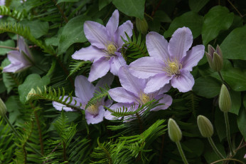 Картинка цветы клематис ломонос лепестки