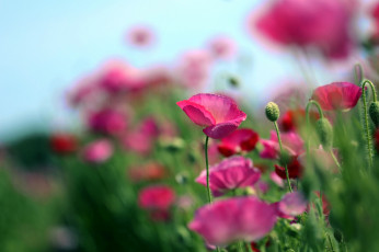 Картинка цветы маки розовый