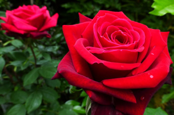 Картинка цветы розы красный