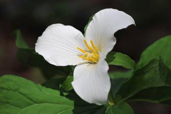 Картинка цветы триллиумы белый