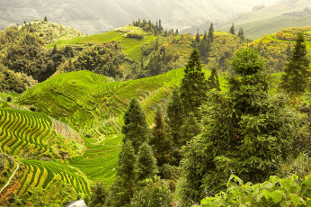 Картинка природа поля шанхай рисовые китай