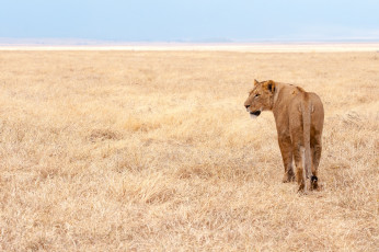 Картинка животные львы львица