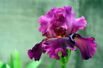 Картинка цветы ирисы лиловый