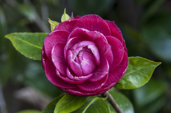 Картинка цветы камелии лепестки