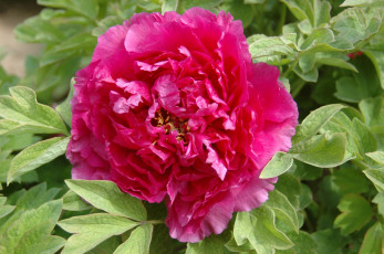 Картинка цветы пионы листья лепестки