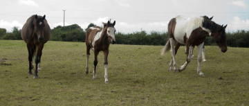 Картинка животные лошади луг