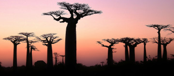 Картинка природа деревья вечер заря саванна баобабы