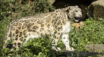 Картинка животные снежный барс ирбис