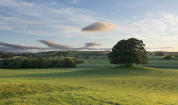 Картинка природа луга деревья пейзаж