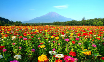 Картинка природа луга луг панорама гора лес цветы