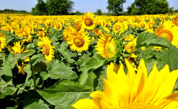 Картинка цветы подсолнухи лето поле